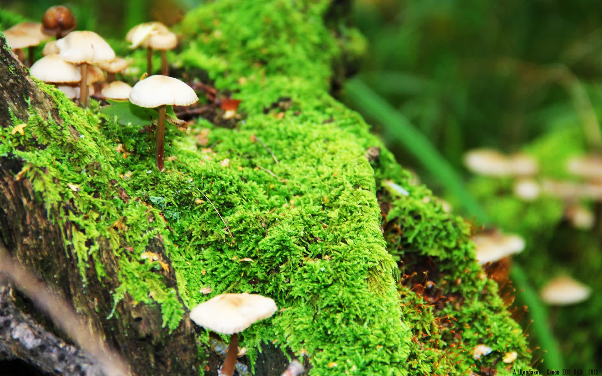 世界游泳全国青少年排名体系透明化改进报告，世界青少年游泳锦标赛